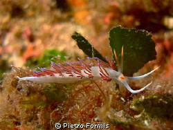 Flabellina, Secca Carega Portofino, sony w-300 YS-17 strobe by Pietro Formis 
